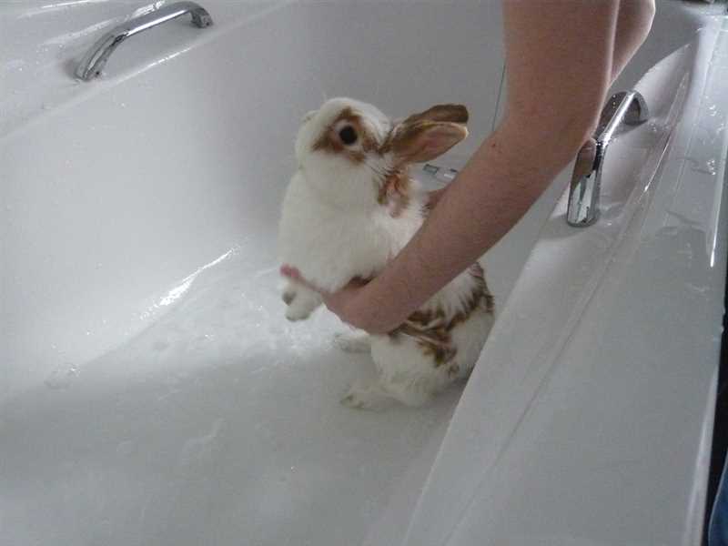 Теплая вода для комфорта кролика