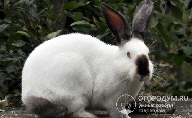 Калифорнийский кролик: описание породы, фото, содержание, уход и отзывы
