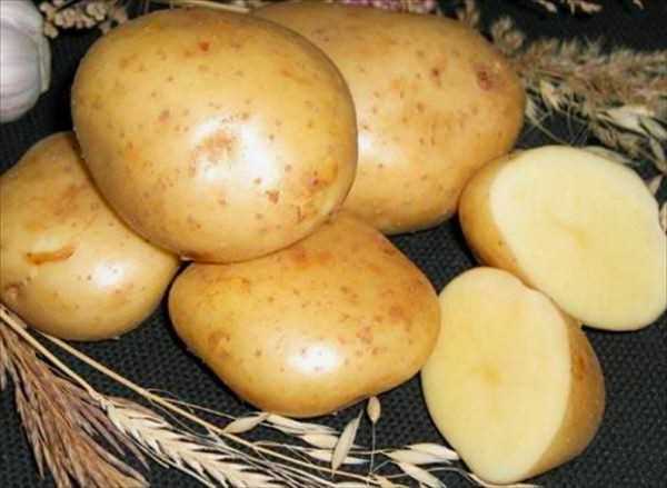Посадка картофеля Гала