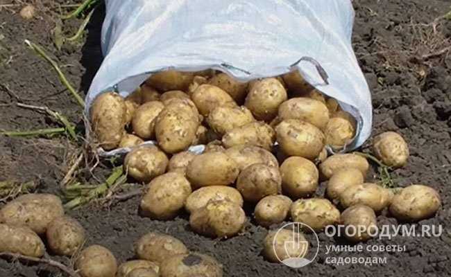 Отзывы о Картофеле Импала: реальные мнения садоводов