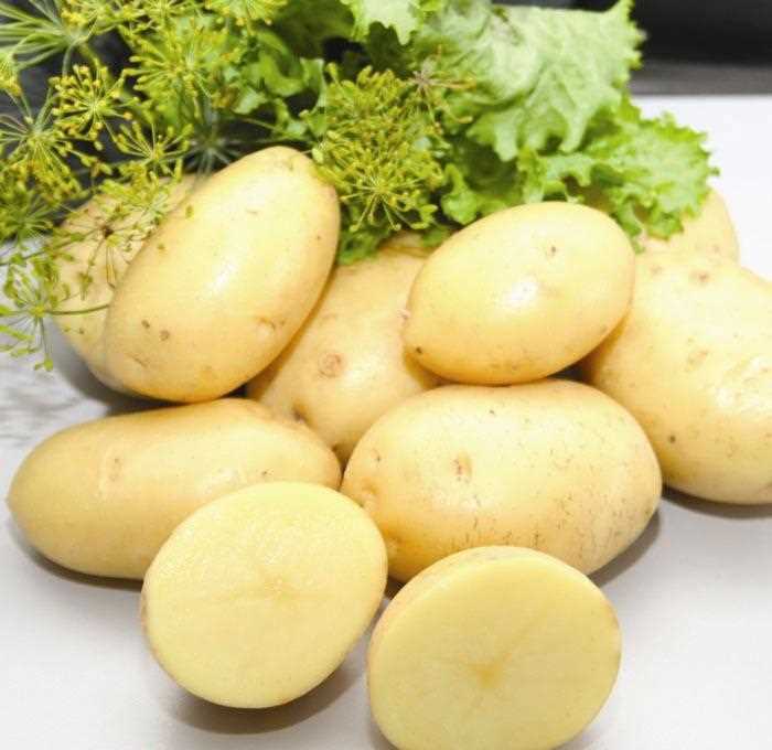 Описание и характеристика сорта Картофель Импала