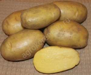 Технология посадки картофеля Ирбитский