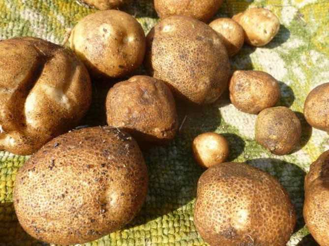 Правила выращивания сорта картофеля «Киви»