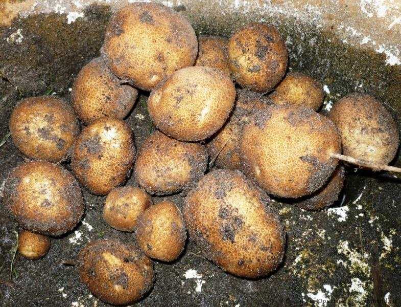  Подготовка почвы для посадки картофеля «Киви»