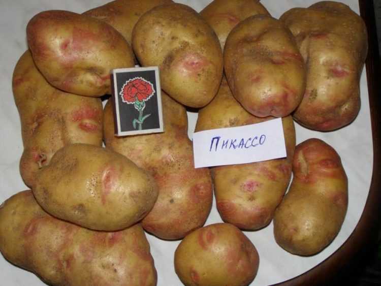Выращивание картофеля Пикассо: сроки, условия и советы