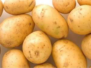 Посадка картофеля «Ривьера»