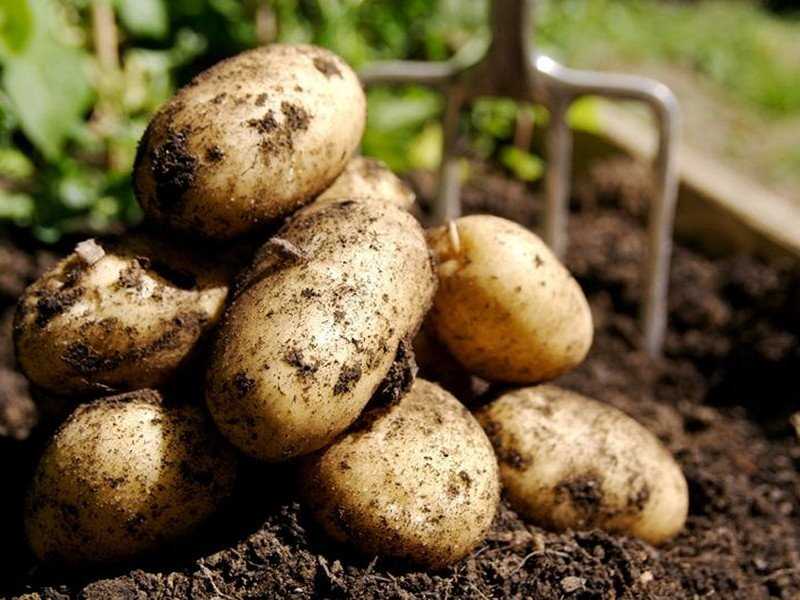 Недостатки картофеля «Ривьера»