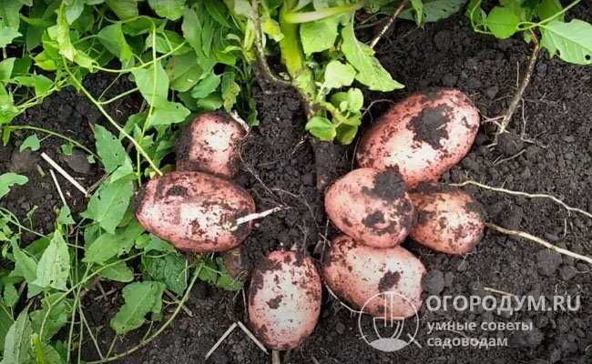 Особенности полива и удобрения картофеля Родриго
