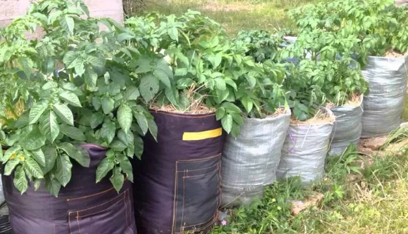 Выращивание картофеля в мешках Картофель в мешках
