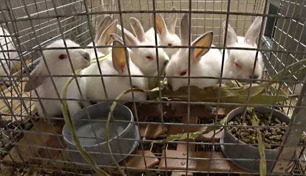 Когда отсаживать крольчат от крольчихи: возраст, требования, место отсадки