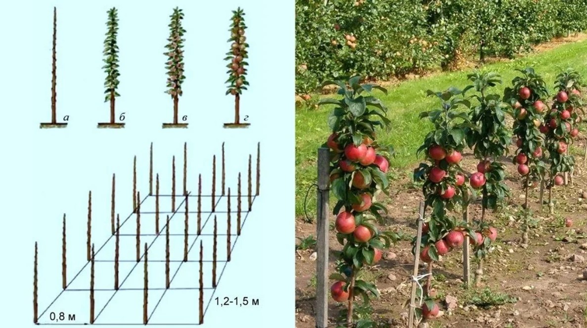 Какое яблоко в земле растет. Колоновидная яблоня саженец. На каком расстоянии сажать колоновидные яблони. Схема посадки колоновидных яблонь. Колоновидные яблони посадка.