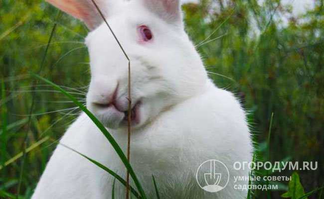 Кролик Белый великан: описание породы, фото, продуктивность, содержание, отзывы