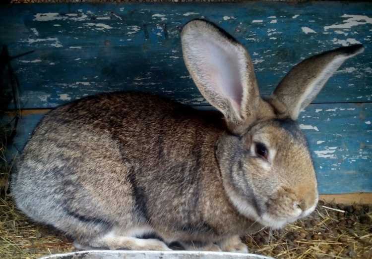 Характеристики кролика Фландр (Бельгийский великан)