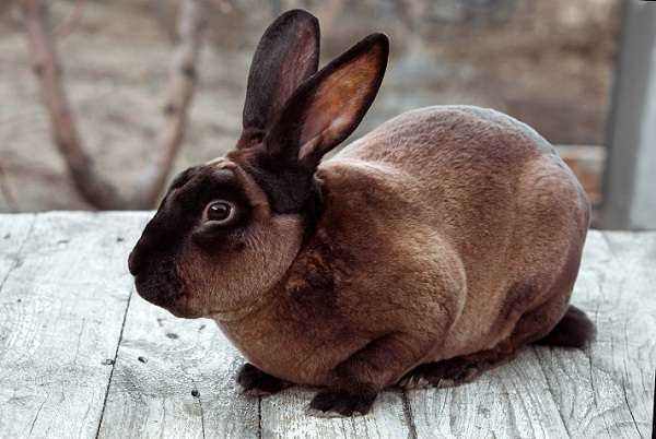 Описание породы кролика Рекс