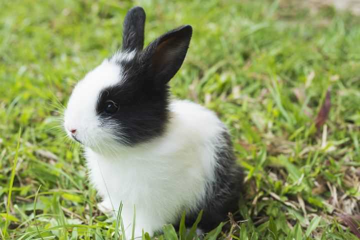Лечение проблем с мочеполовой системой у кроликов