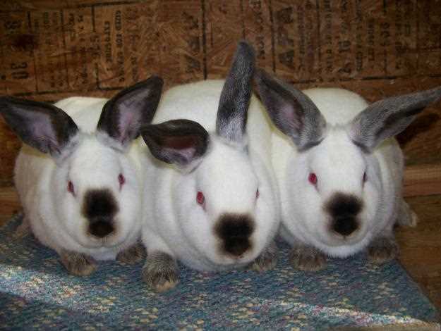 2. Познакомьтесь с популярными породами мясных кроликов