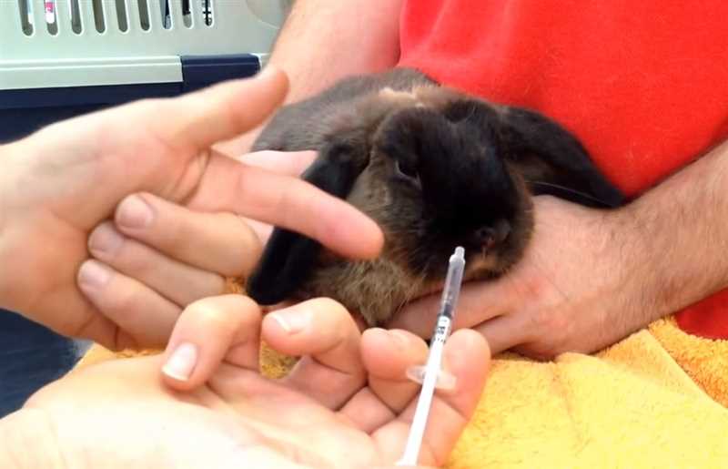 Влияние низких температур на организм кроликов