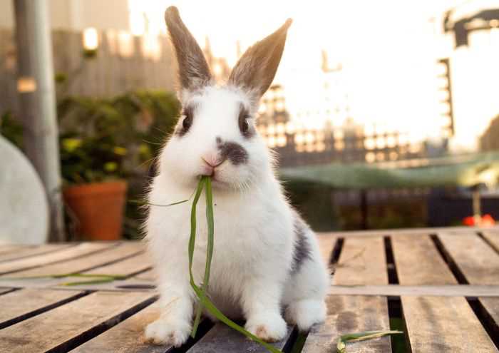 Какие типы линьки бывают у кроликов?