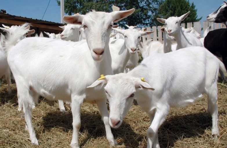 Методы лечения мастита у козы: применение антибиотиков
