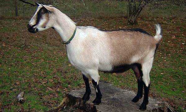Характеристики англо-нубийских коз