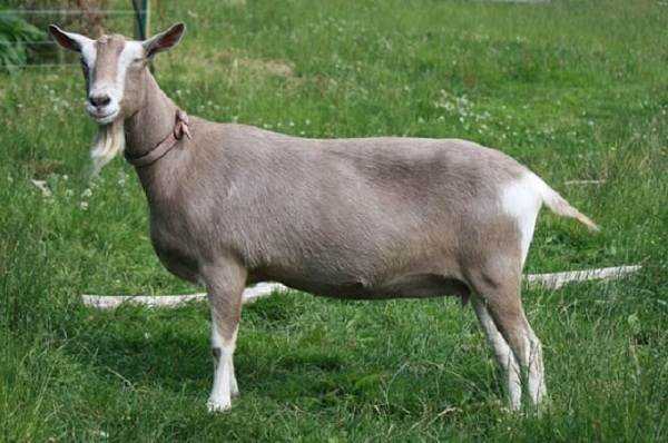 Характеристики Муринской породы коз