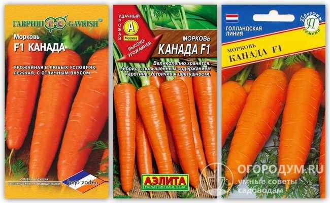 Выращивание сорта Морковь Канада