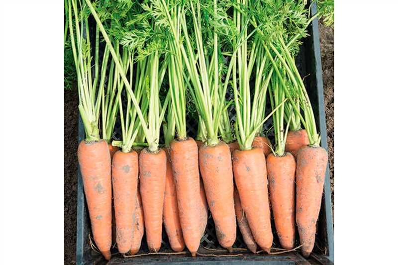 Описание сорта Морковь Канада
