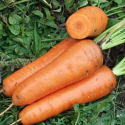 Характеристики сорта Морковь Канада