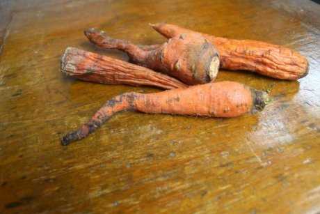 Способы правильного хранения моркови