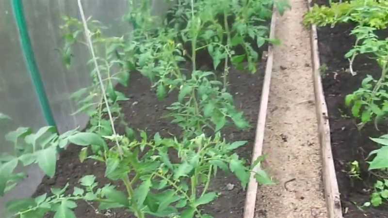 Плюсы и минусы мульчирования томатов в открытом грунте