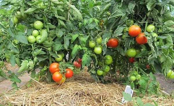 Мульчирование томатов: заслонка или намульчивание?