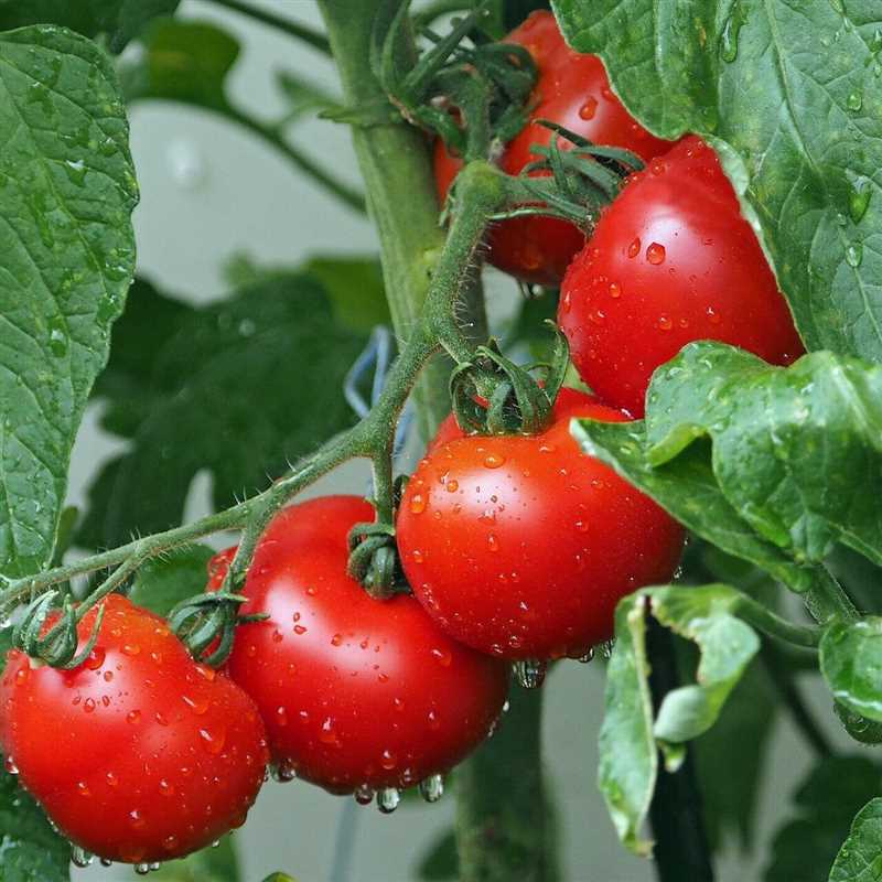 Правила посадки помидоров в открытый грунт