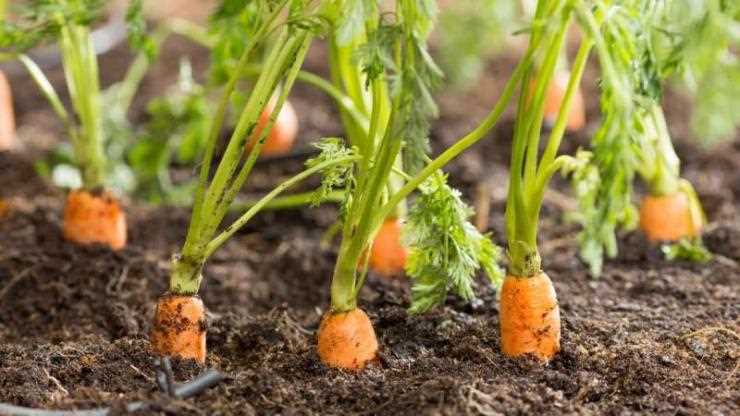 Выбор сорта моркови для осенней посадки