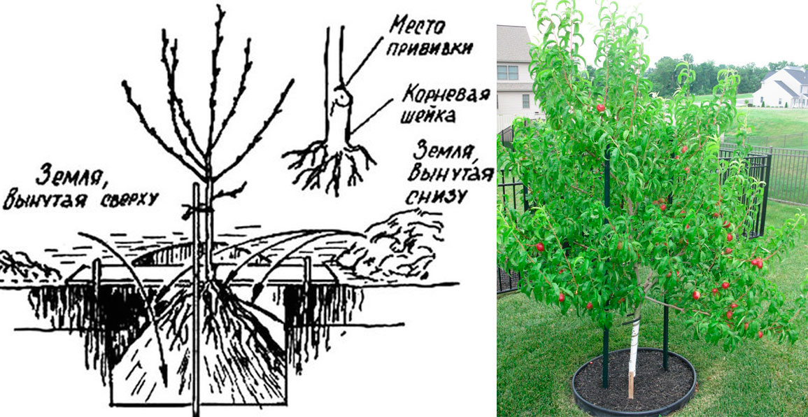 Персика схема посадки