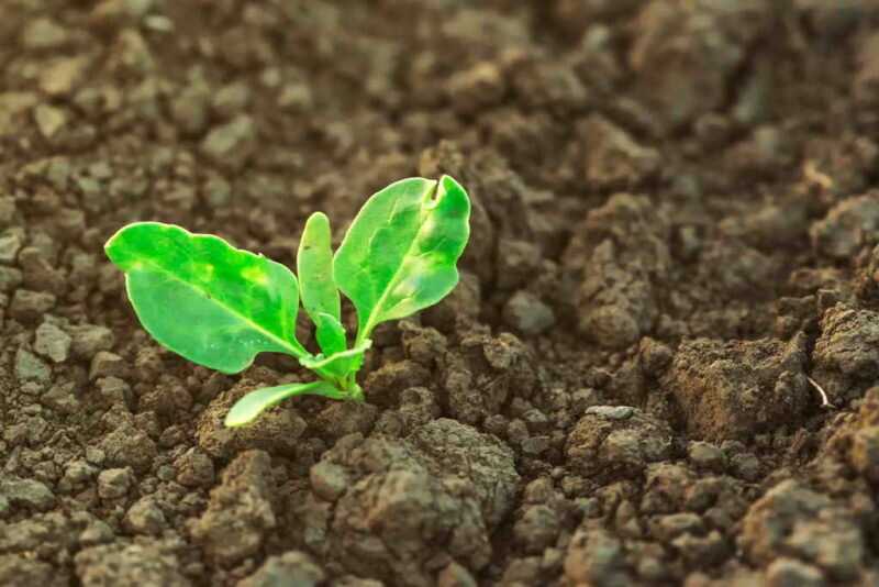 Подготовка почвы и семян для посева