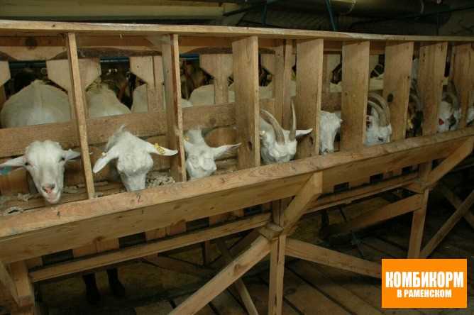 Выбор породы для разведения коз