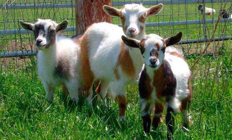 Гигиена и забота о козах