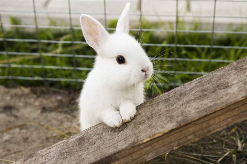 Рекомендации по содержанию и уходу за кроликами