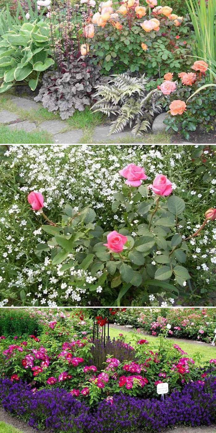 Сочетание Цветов В Саду Фото