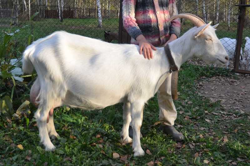 Как увеличить продолжительность лактации у козы