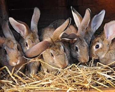 Содержание кроликов зимой: особенности питания, ухода и размножения