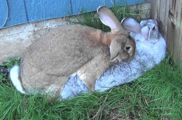 Спаривание и случка кроликов: правила кролиководства, возраст, выбор крольчихи