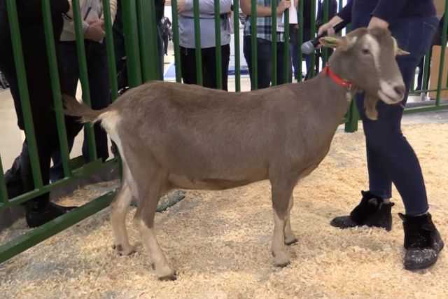 Тоггенбургская порода коз: описание, фото и особенности
