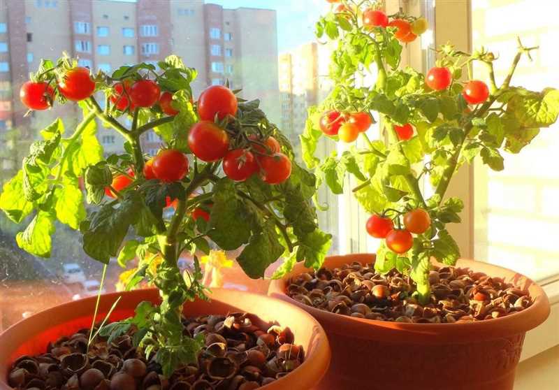Способы выращивания томата Балконное чудо