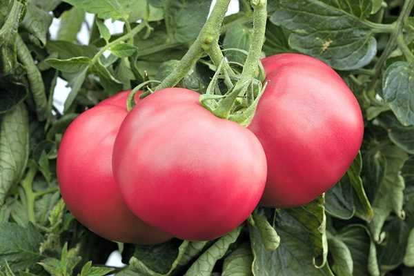 Что говорят пользователи о томате Малиновое чудо: плюсы и минусы выращивания