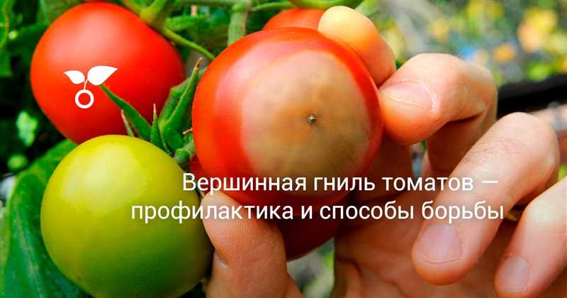 Профилактика вершинной гнили томатов