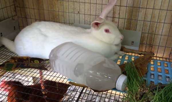 Выделка шкур кролика в домашних условиях: пошаговые инструкции