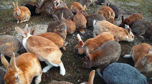 Правильное кормление кроликов на разных этапах жизни