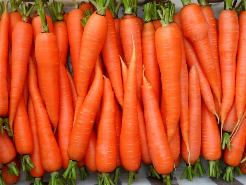 Борьба с вредителями моркови
