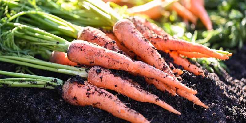 Морковь: история и распространение